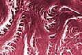 wpe2.jpg (3417 Byte)